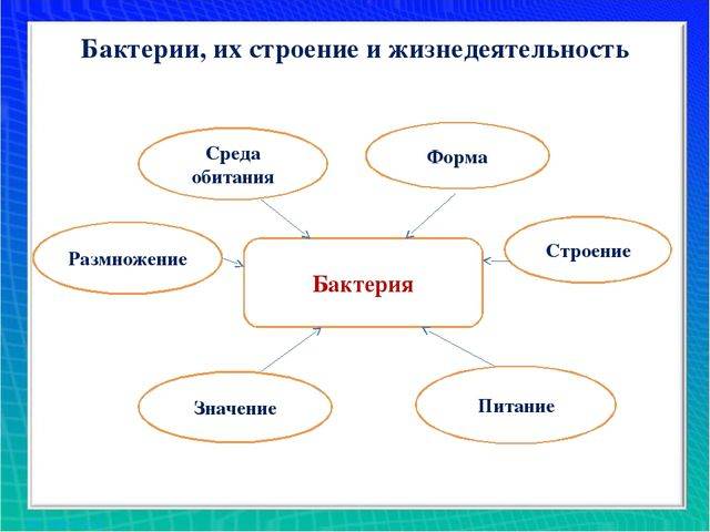 Особенности хемосинтеза бактерий