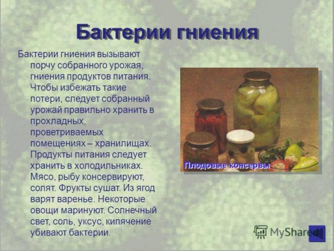 Проект по биологии на тему: «бактерии . разнообразие бактерий. место и значение бактерий на планете земля»