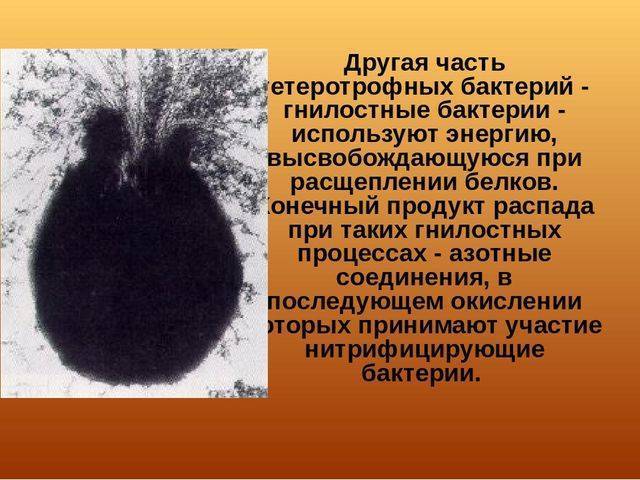 Бактерии — общая характеристика. классификация, строение, питание и роль бактерий в природе
