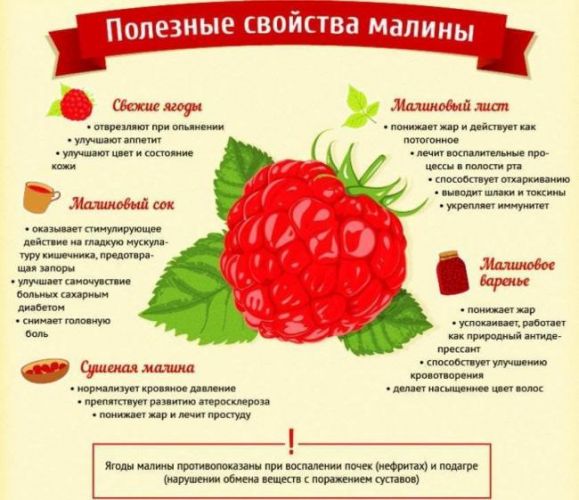 Малина: рецепты от кашля