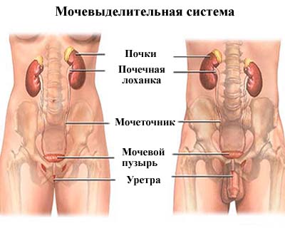 Выделения прозрачные тягучие у мужчин. выделения из уретры – распространенная неприятность среди женщин