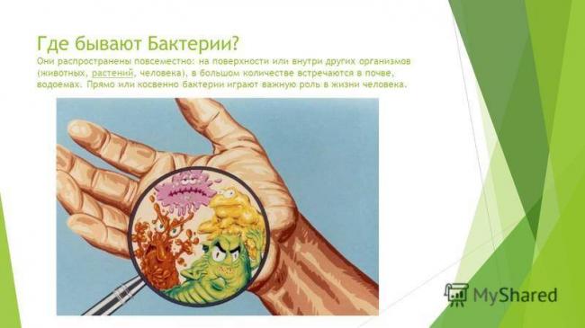 Укажите не менее 3-х отличий — студопедия