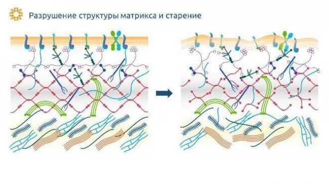 Дексаметазон: для чего назначают, инструкция по применению, состав, формы выпуска, аналоги