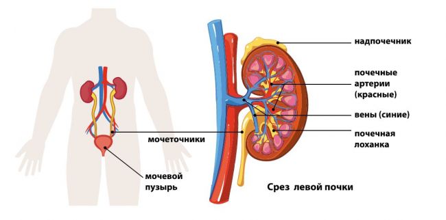 Почки болят симптомы чем лечить лекарства