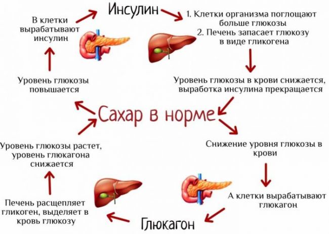 Гормоны поджелудочной железы и их функции в организме