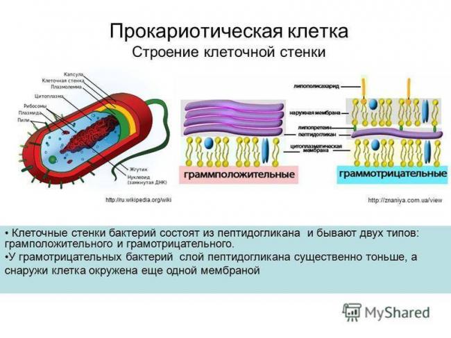 Жгутики