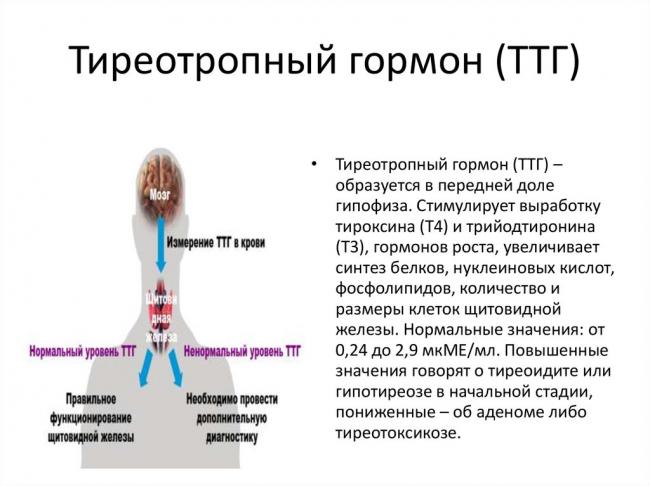 Нормы гормонов щитовидной железы у женщин (таблица)