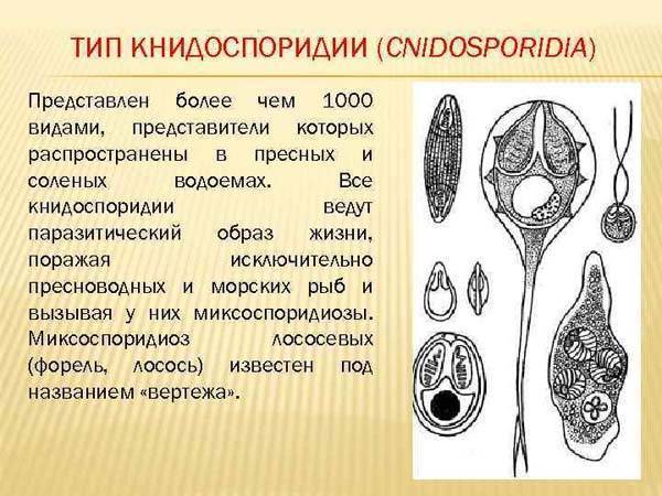 Чем бактерии отличаются от простейших