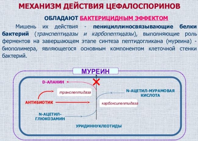 Зиннат таблетки - инструкция по применению