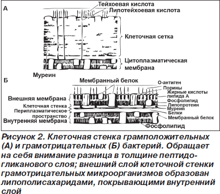 Грамположительные бактерии - gram-positive bacteria