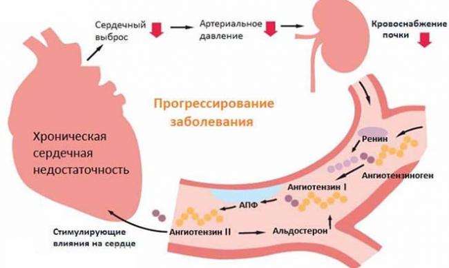 О сердце