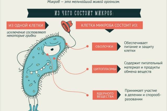 Что делают различные бактерии в нашей жизни