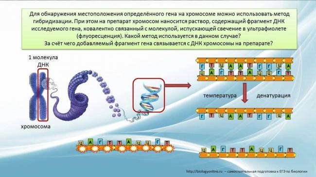 Кольцевая молекула днк