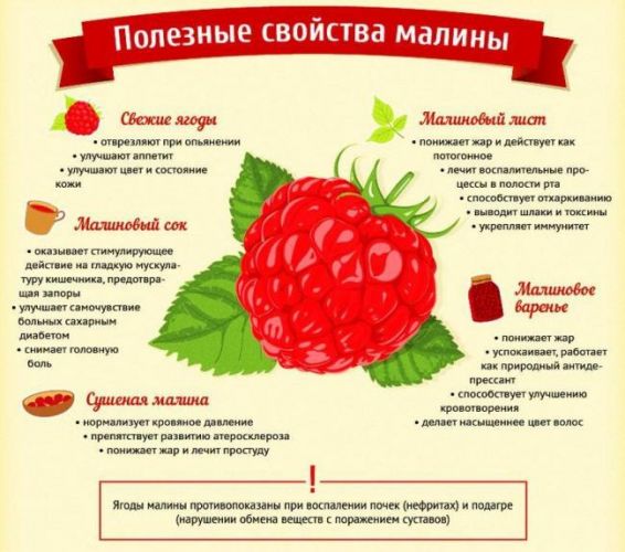 Отвар из веточек малины от температуры