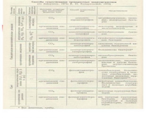 Что такое бактериальная культура, или воспитание «ручных» микроорганизмов