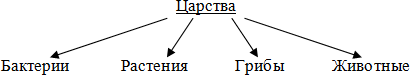 Инфузория туфелька это бактерия модная обувь вирус одноклеточный организм микроб