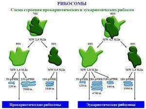 Строение бактериальной клетки