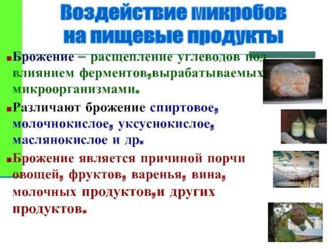 Как и чем питаются различные бактерии