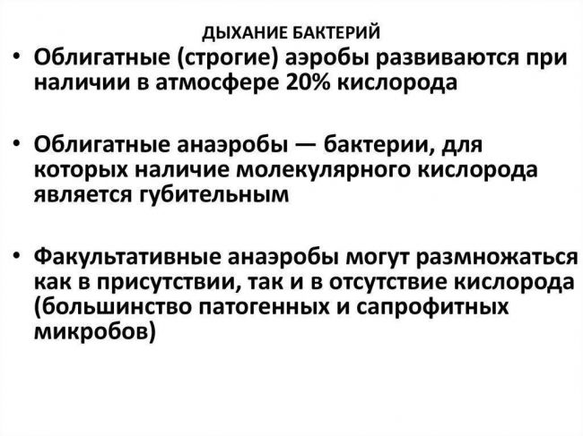 Как размножаются бактерии