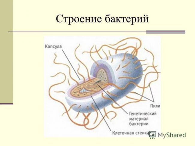 Особенности генетики бактерий. - основы микробиологии
