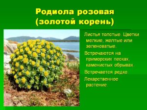Настойка родиолы розовой: инструкция по грамотному применению