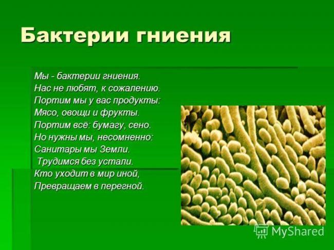 Бактерии и их роль в функционировании живой природы