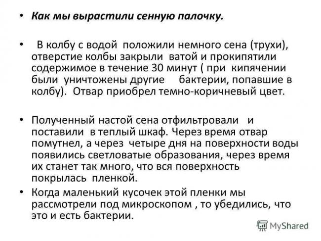 Сенная палочка — википедия. что такое сенная палочка