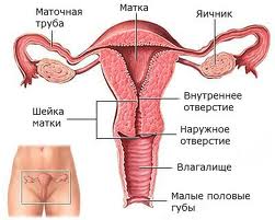 Виды кист яичников