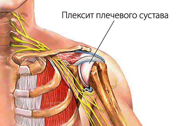 Периферическая нервная система кратко