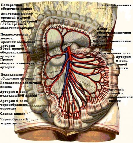 Аппендицит. причины, симптомы, диагностика и лечение. :: polismed.com