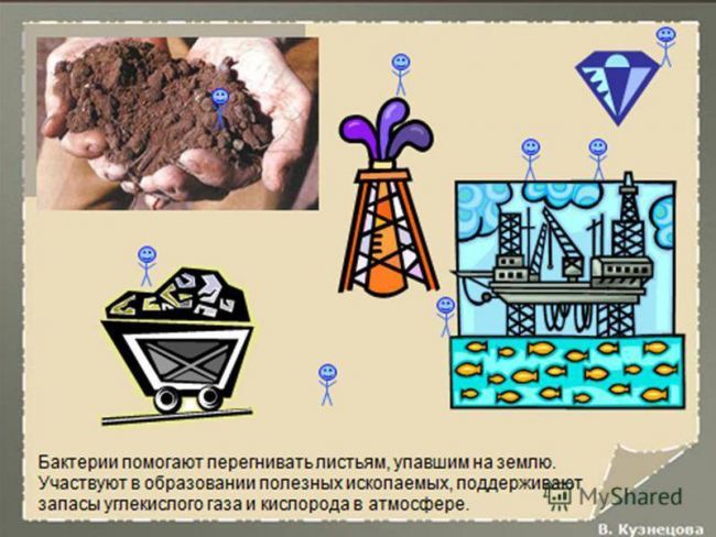Презентация по окружающему миру на тему " царство живой природы. бактерии" ( 2 класс)