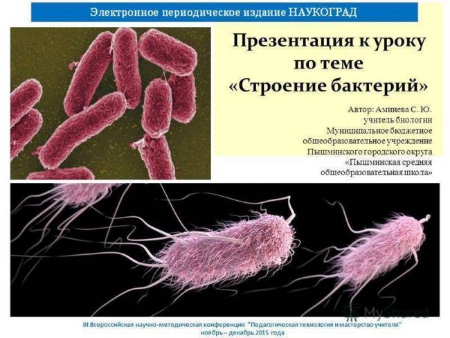 Особенности кольцевой молекулы днк прокариотической клетки