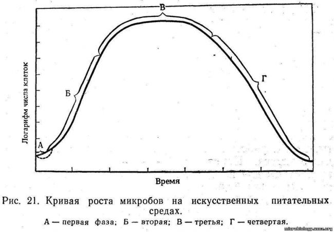 Рост и размножение бактерий