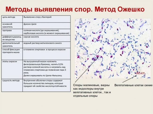 Тинкториальные свойства бактерий и их использование при микроскопировании