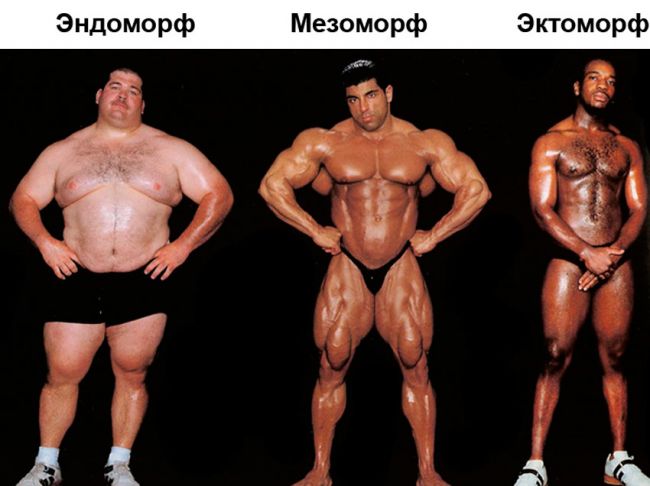 Питание для эндоморфа. питание эндоморфа на массу и для похудения
