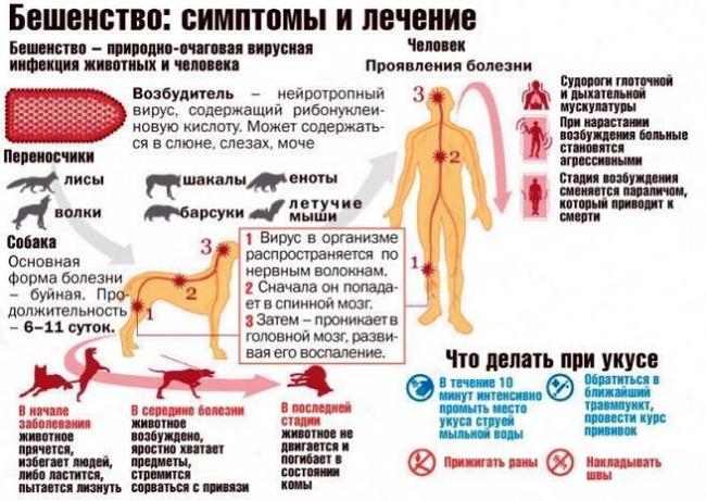 Доктор комаровский о бцж