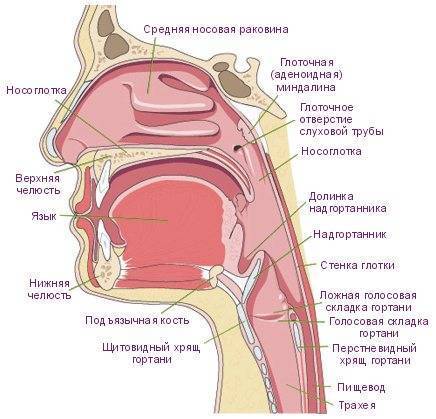 Микробиота кишечника: значение бактерий в формировании иммунитета