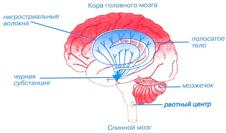 Болезнь паркинсона: первые признаки, симптомы, лечение, причины возникновения, стадии
