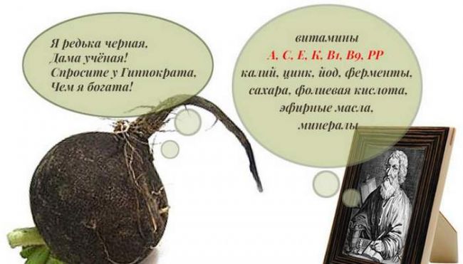 Рецепты редьки с сахаром от кашля