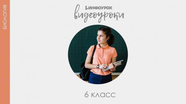 Доклад на тему болезнетворные бактерии сообщение 5, 6, 7 класс