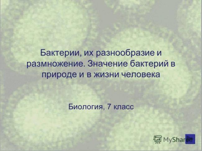 Проект по биологии на тему: «бактерии . разнообразие бактерий. место и значение бактерий на планете земля»