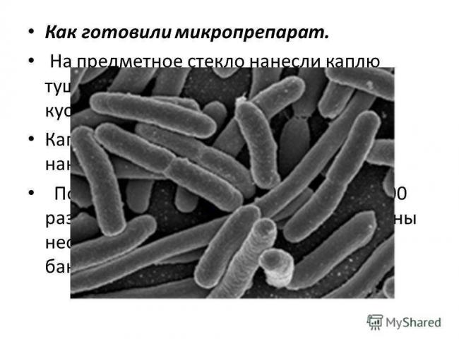 Сенная палочка: краткая характеристика