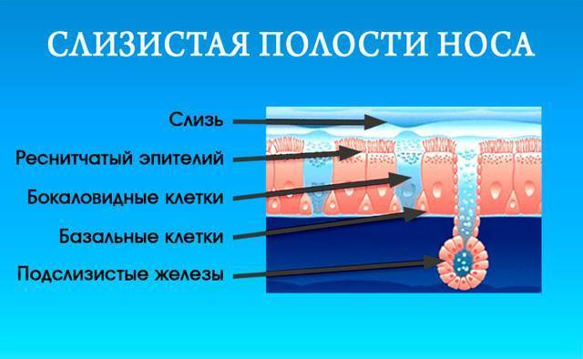 Корки в носу: причины образования корочек, лечение, предотвращение