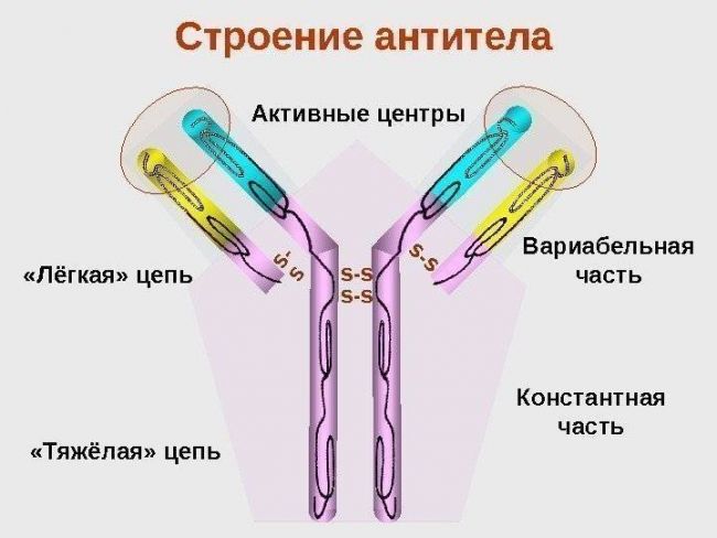 Какая вакцина от полиомиелита лучше: виды и их описание, возможные осложнения