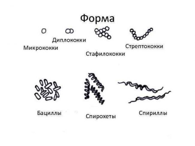 Микробы под микроскопом. фото