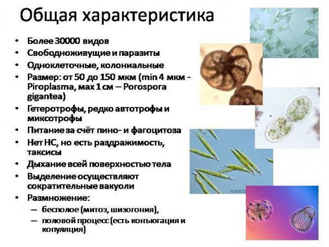 Разница между бактериями и вирусами
