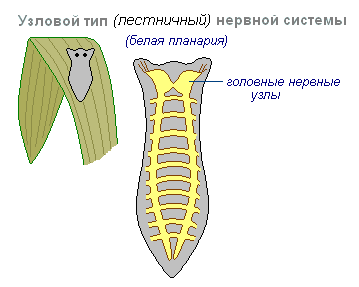 Периферическая нервная система кратко