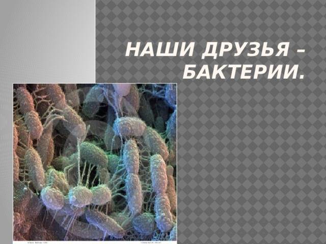 Польза и вред молочнокислых бактерий