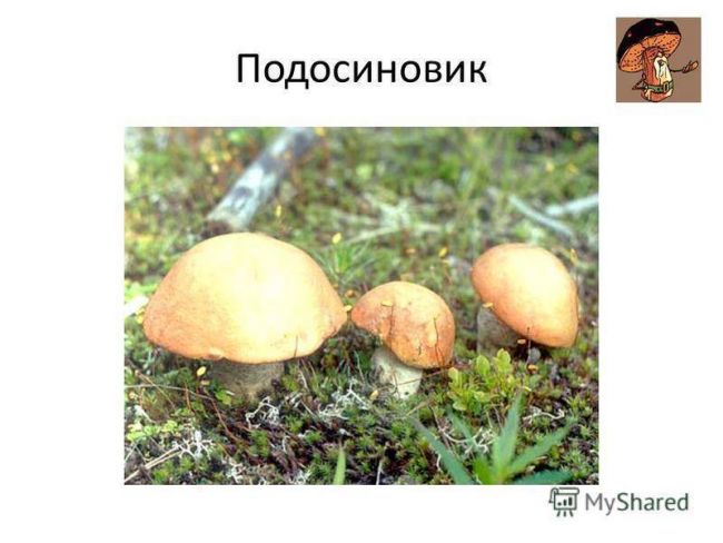 Презентация по окружающему миру на тему " царство живой природы. бактерии" ( 2 класс)