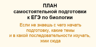 Желчь по желчным протокам поступает в